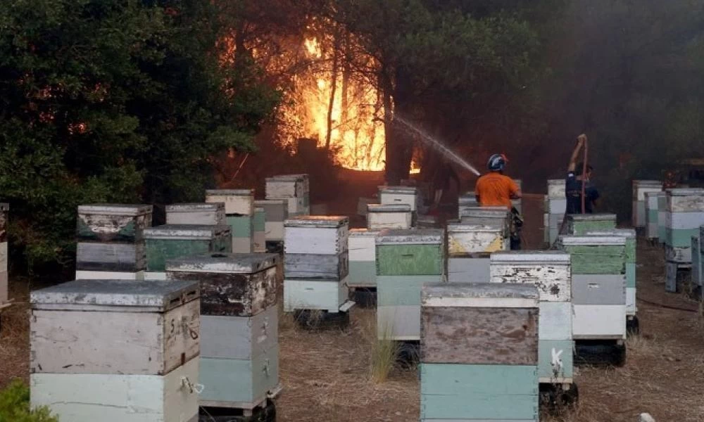 Έρχεται το «Plan BEE»-Αποζημιώσεις για τα πυρόπληκτα μελίσσια